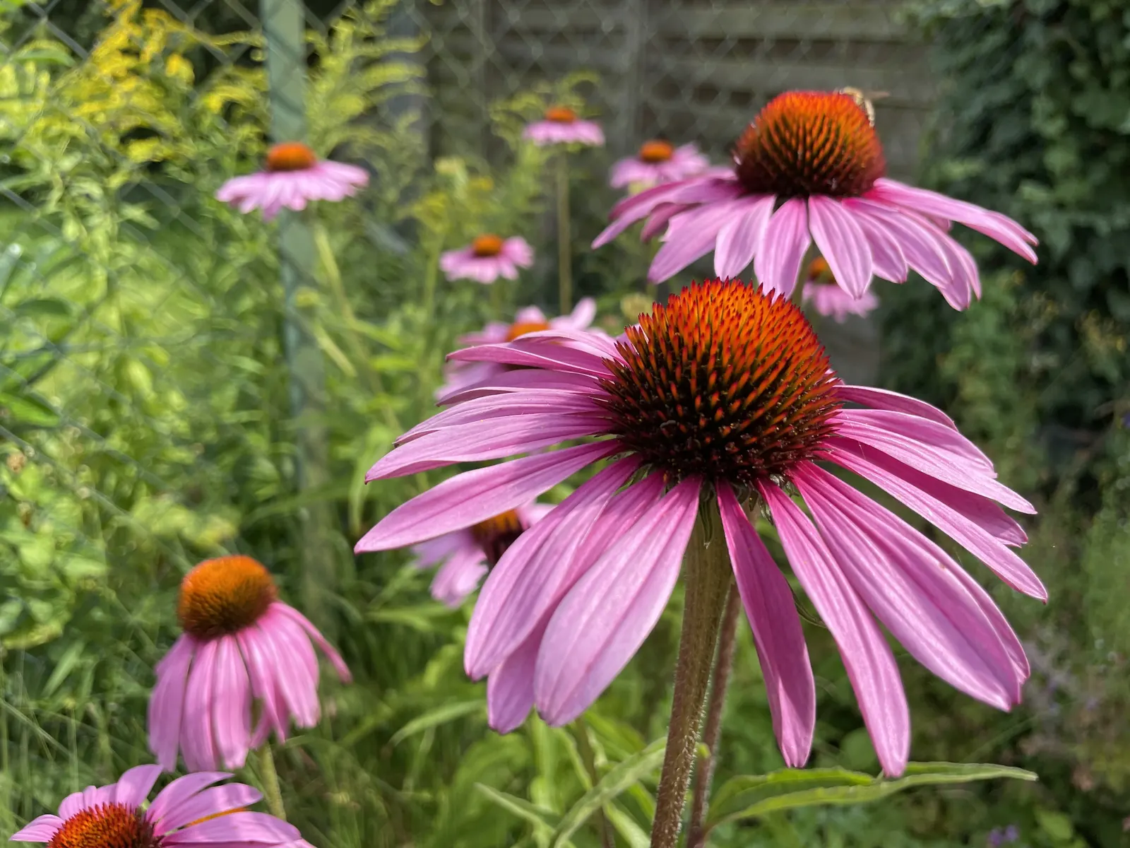 Sonnenhut - Echinacea purpurea, Heilpflanze